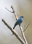 Indigo Bunting 1096